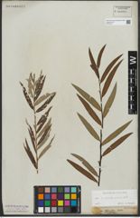 Foto von Salix purpurea L. x Salix viminalis L.